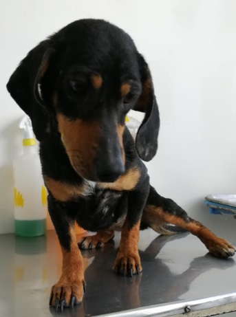 Gobierno de la Ciudad da seguimiento a mascotas rescatadas en Bosques de San Sebastián