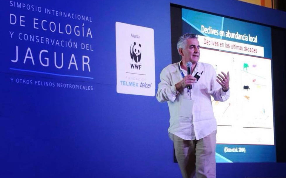 Tren Maya, oportunidad para salvar hábitat del jaguar: ONG