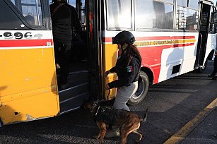 Realizan despliegues policiales con binomios caninos en transporte público en Puebla