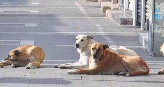Turquía planea sacrificar 4 millones de perros callejeros si no les encuentra dueño 