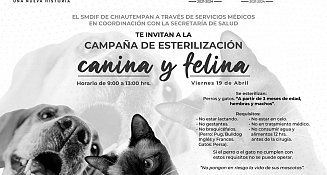 Realizarán campaña de esterilización en Chiautempan