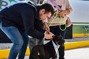 Niega Chava Santos hallazgo masivo de envenenamiento masivo de perros