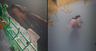 (VIDEO) Hombre se mete a "nadar" a Laguna del Carpintero en Tampico y muere al ser atacado por un cocodrilo