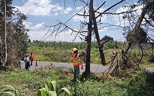 Ayuntamiento de Chiautempan derriba arboles en mal estado a fin de salvaguardar a la ciudadanía