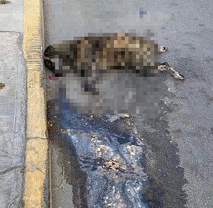 Asesinato múltiple de perros en Huamantla confronta a las autoridades