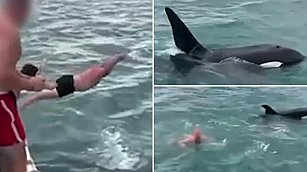 Multan a hombre que saltó contra una orca en Nueva Zelanda