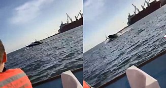 Durante espectáculo de avistamiento, ballena cae sobre yate con turistas en Sinaloav