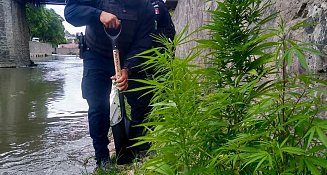 Plantas de cannabis son aseguradas por la policía de Tlaxcala