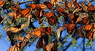 Se incendia bosque santuario de mariposas monarcas 