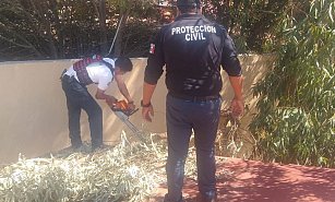 Atiende Protección Civil de Huamantla caída de ramas en Jardín de niños
