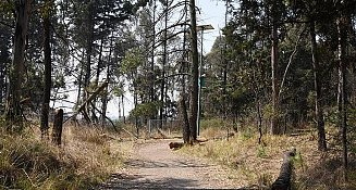 UATx entrega destina mil árboles a parque de Tlaxcala