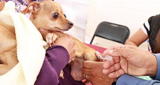 Atlixco se suma a la jornada nacional de vacunación antirrábica canina y felina