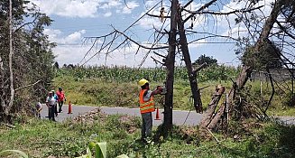 Ayuntamiento de Chiautempan derriba arboles en mal estado a fin de salvaguardar a la ciudadanía