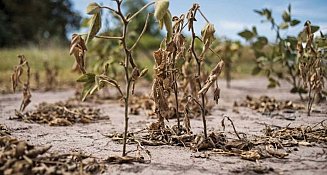 Más del 90 por ciento de productores en Tlaxcala reportaron pérdidas por sequía