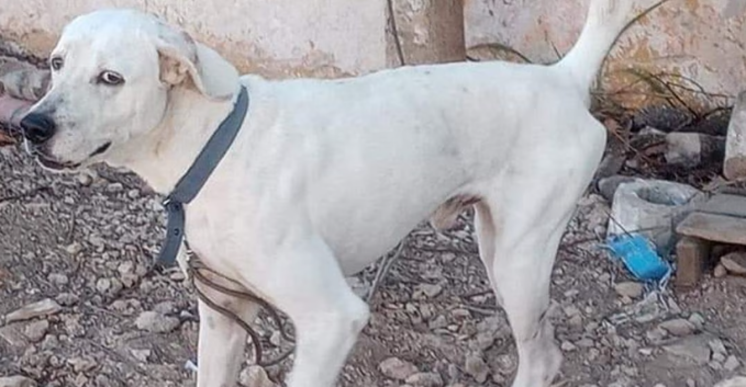 Condena a primera persona por crueldad animal en Yucatán 