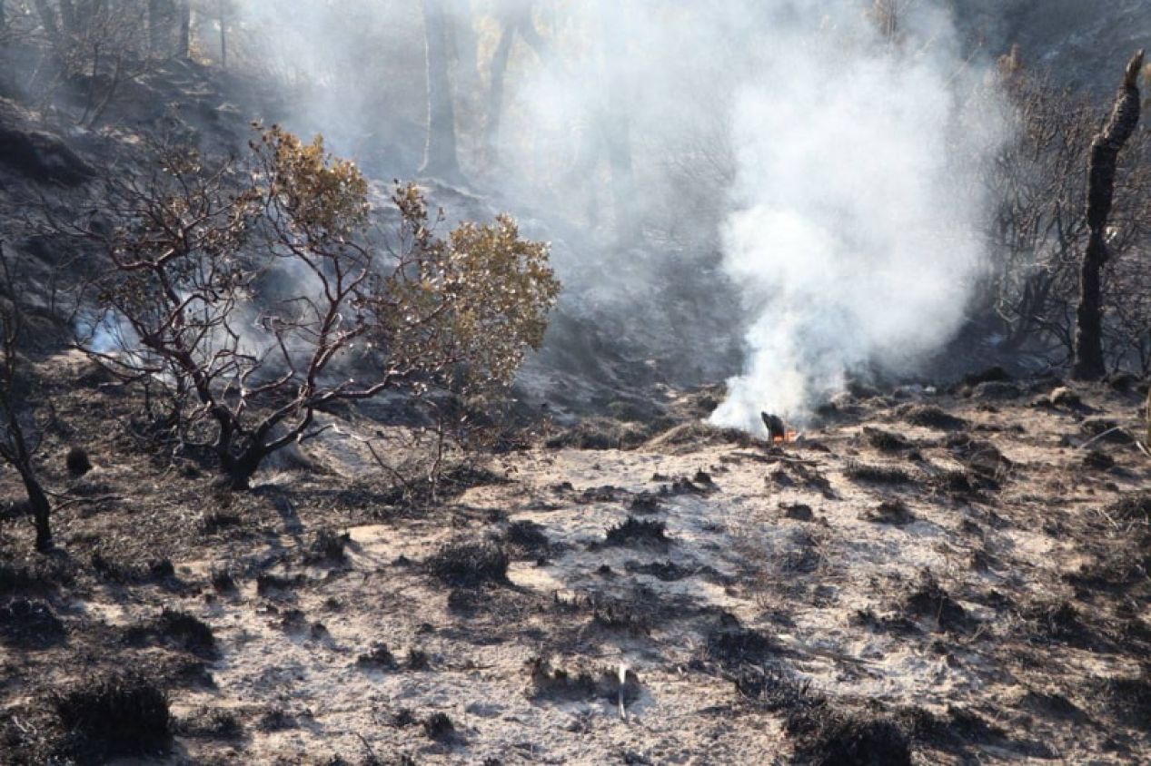 Incendio forestal