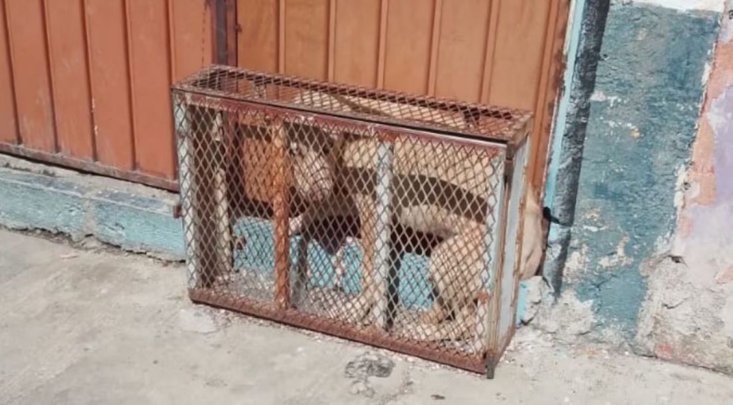 Maltrato animal