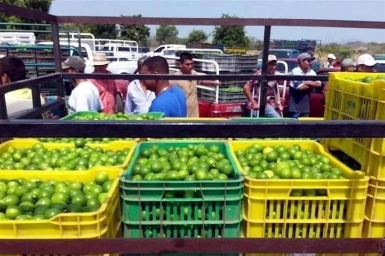 Privan de la vida a empresario limonero en Michoacán: violencia y extorsión en aumento