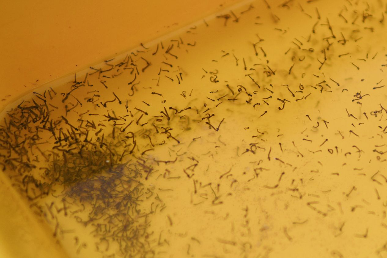 Dengue Puebla