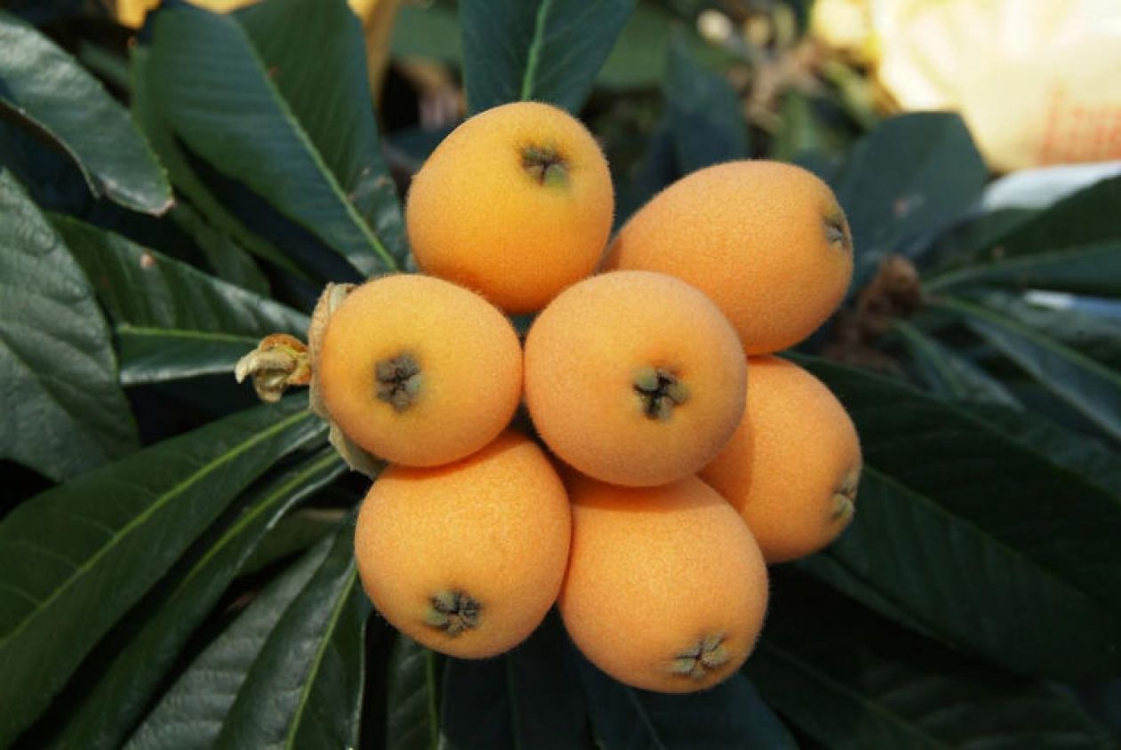 La fruta cruda que ayuda a curar el hígado