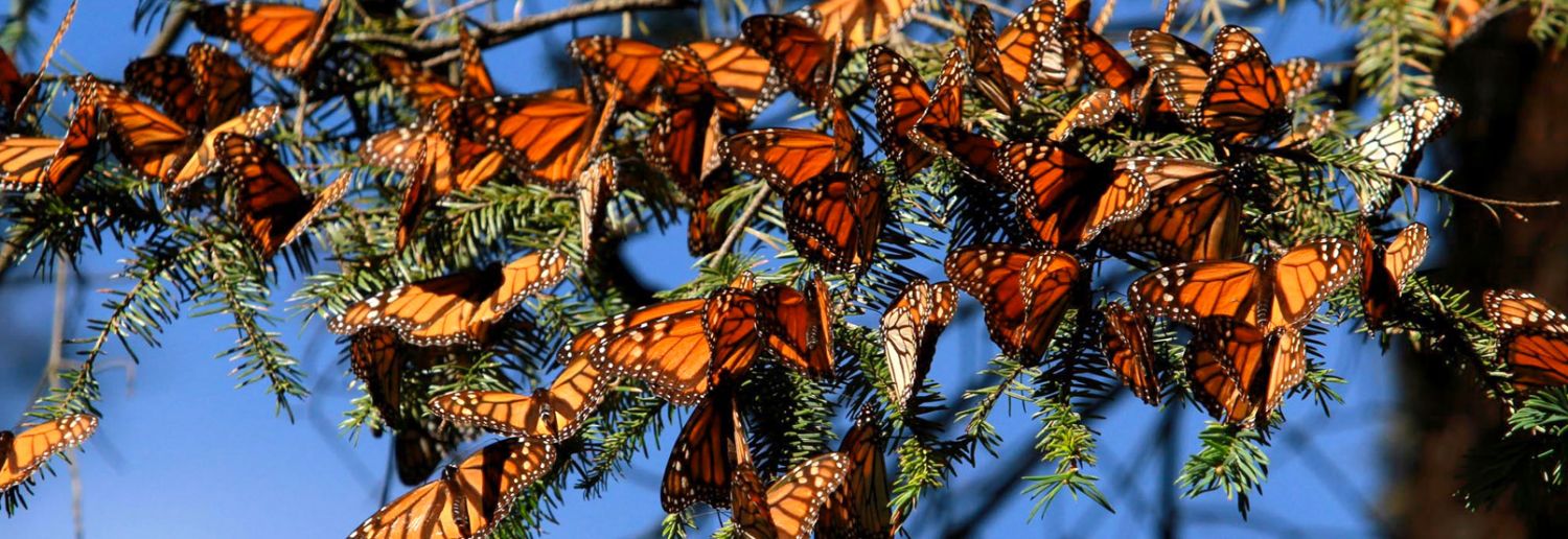 Se incendia bosque santuario de mariposas monarcas 