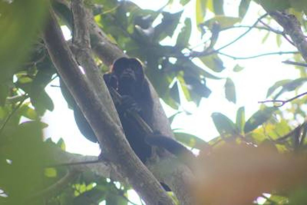 Más de 100 monos aulladores han perdido la vida por calor extremo