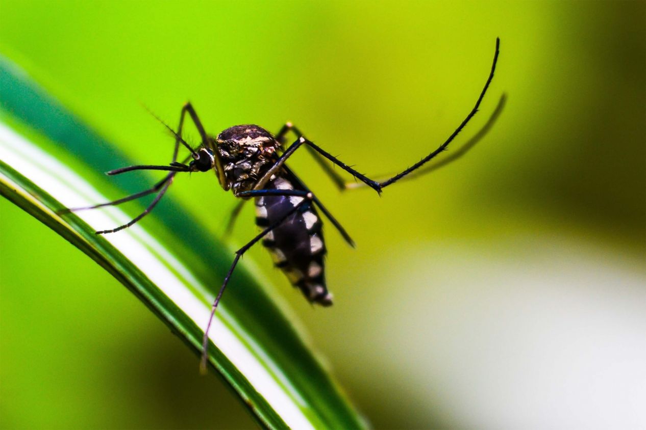 Dengue en Puebla: 2,127 casos en 60 municipios y 2 hospitalizados recientes
