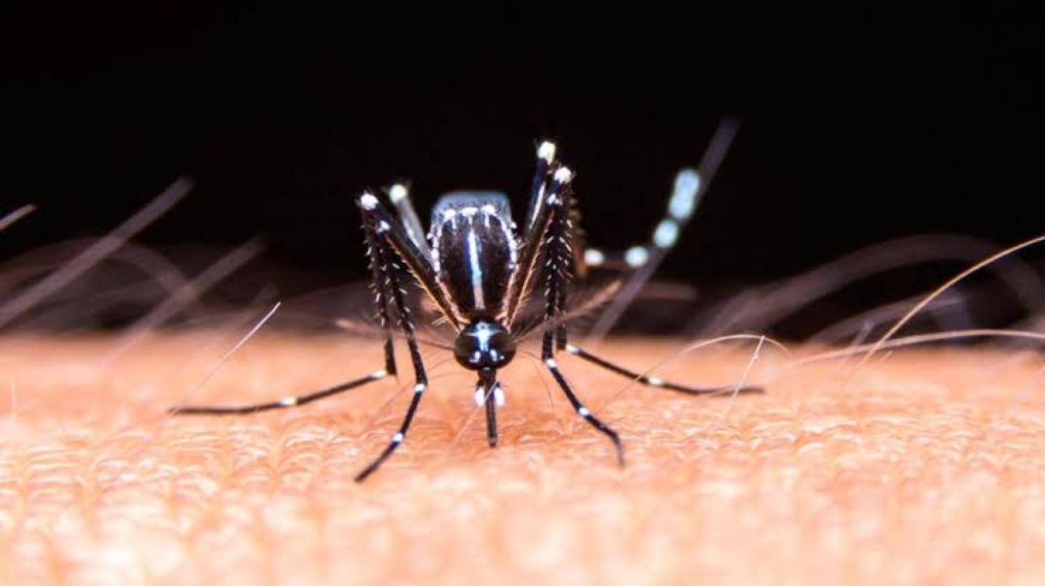 Puebla sin nuevos contagios ni muertes por dengue en 24 horas, 3,203 casos