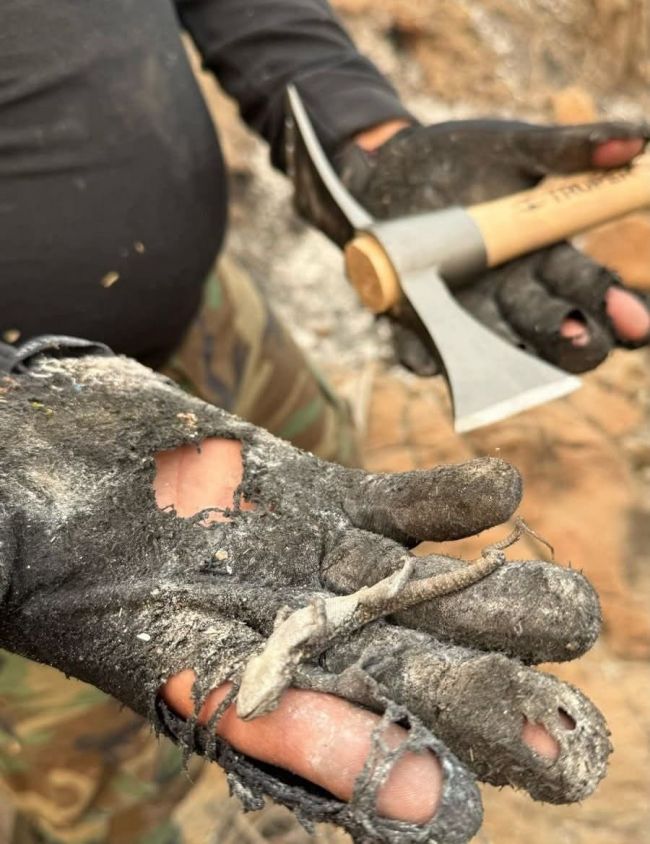 Plan de acción para el rescate de la fauna de Tlaxcala tras incendios