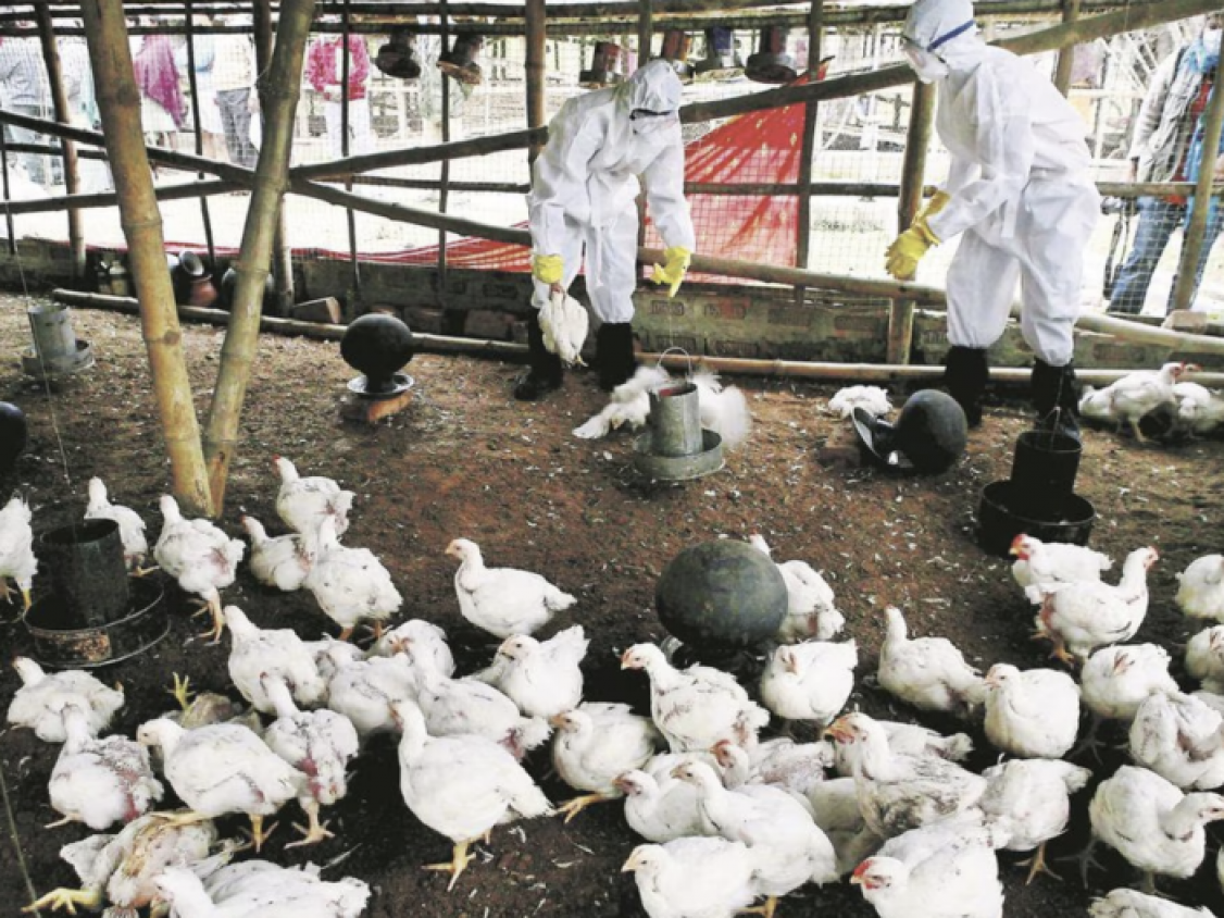 Secretaría de Salud confirma primer caso humano de influenza aviar H5N1 en México
