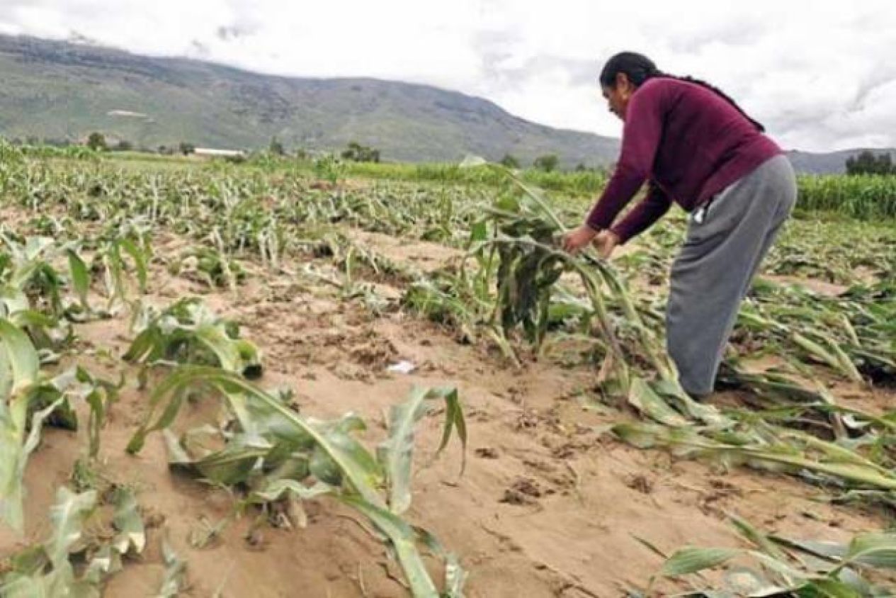 Lluvias dañan hasta mil hectáreas de cultivos en Tlaxcala este 2025