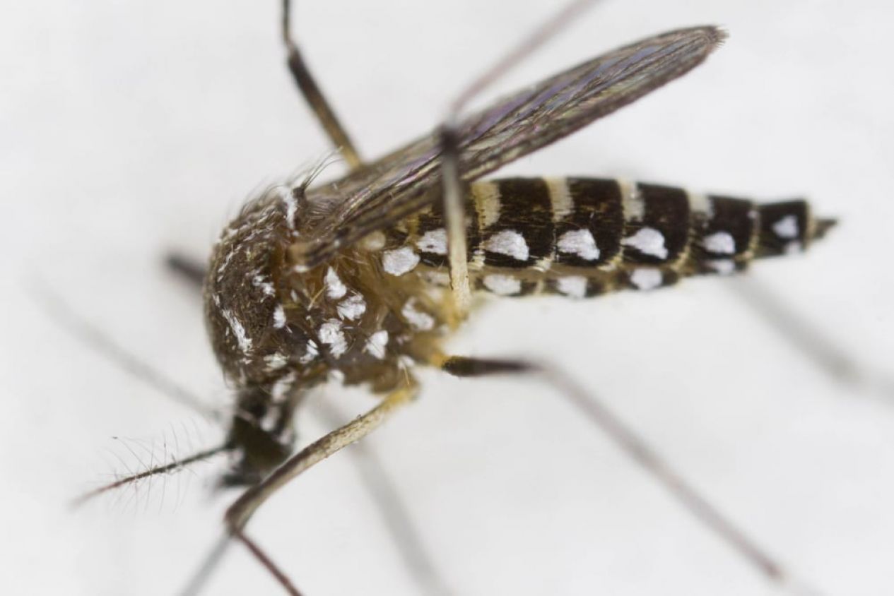 ¿Las plantas realmente repelen mosquitos? La ciencia dice otra cosa