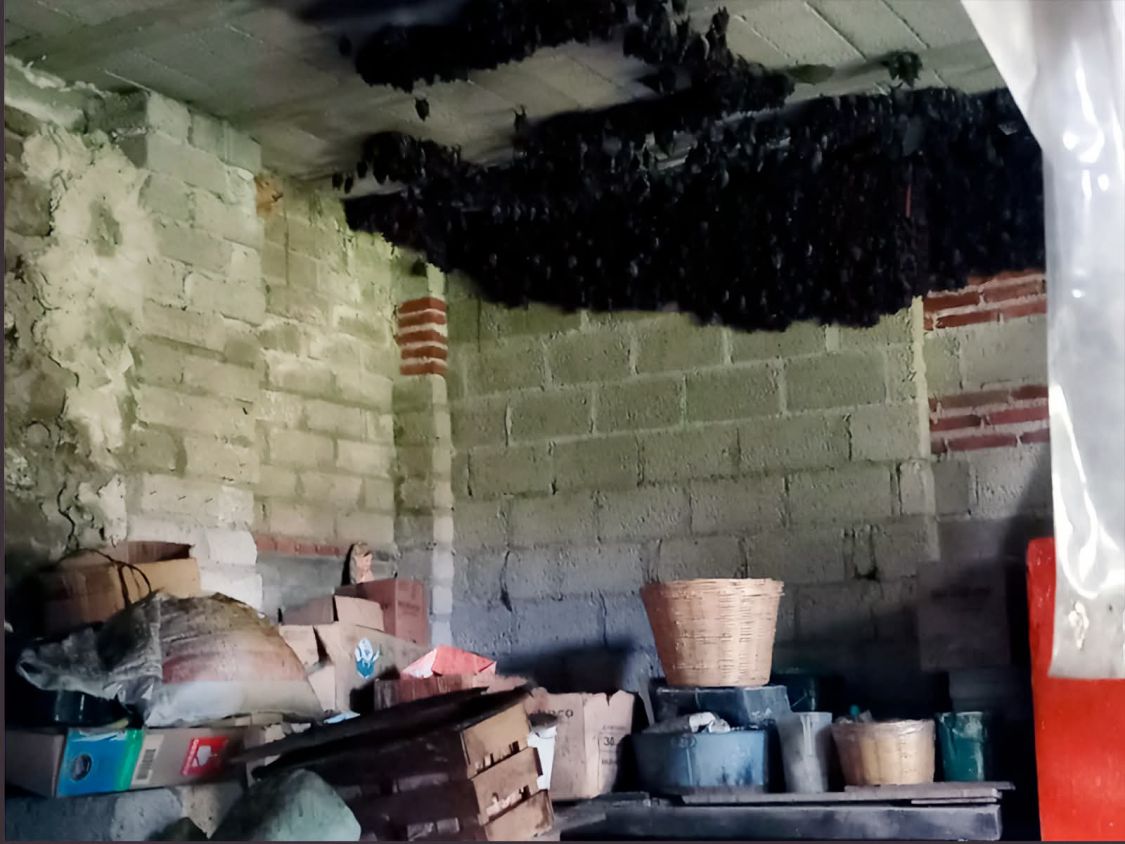 Profepa protege a 2 mil murciélagos que invadieron casa en Nativitas