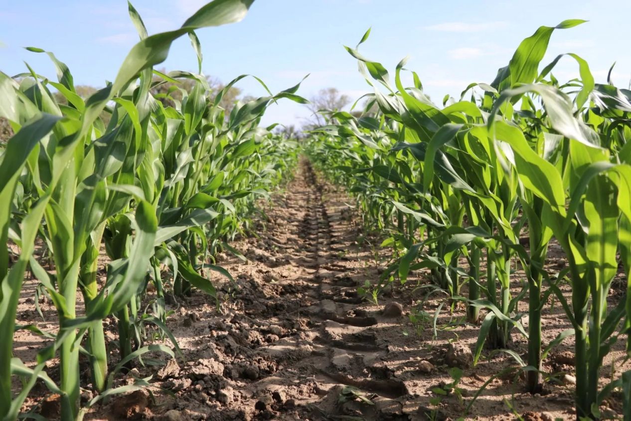 Tlaxcala protege 200 mil hectáreas de cultivos ancestrales y biodiversidad agrícola vital