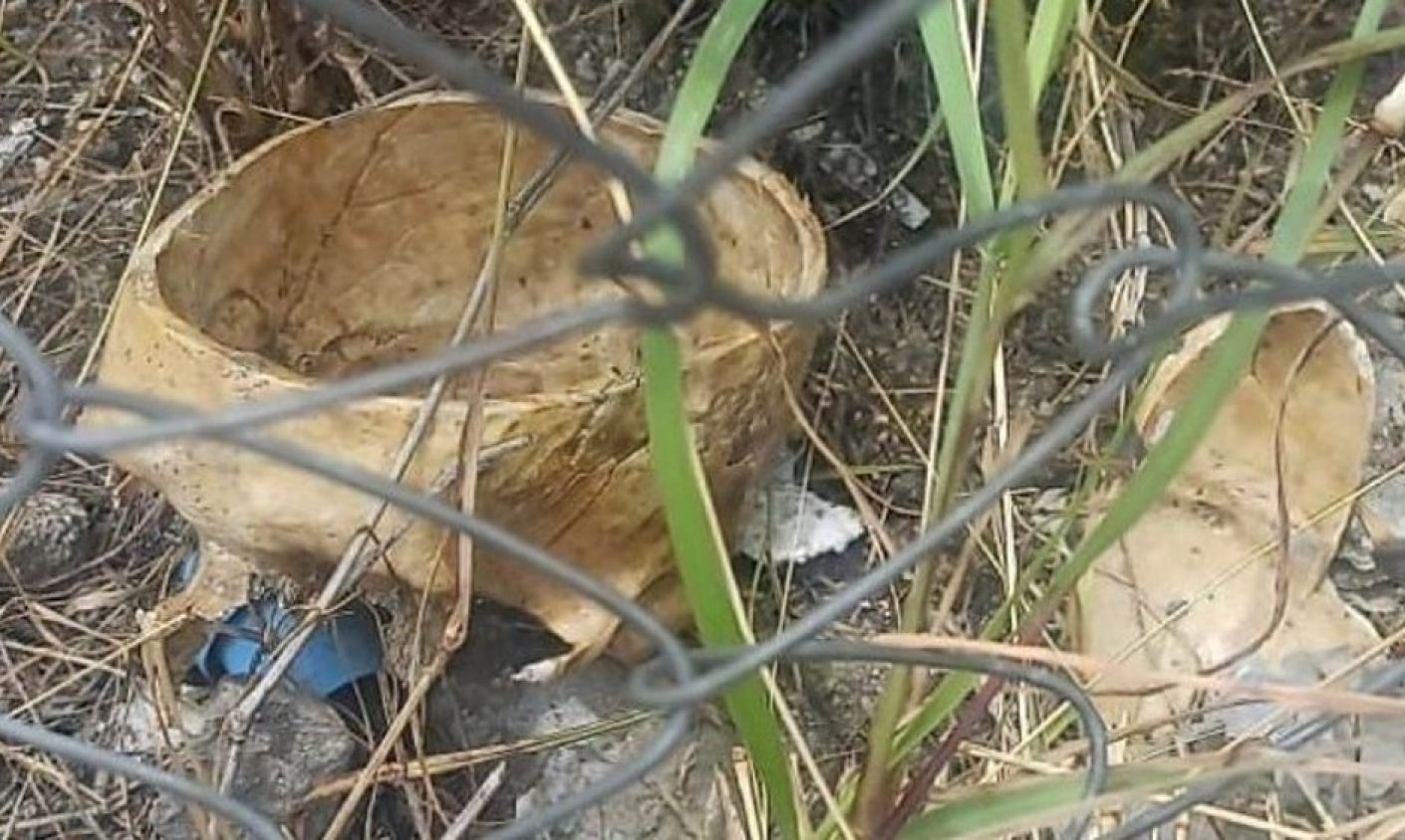 Cráneo hallado en Izúcar causa alarma; era una pieza de resina