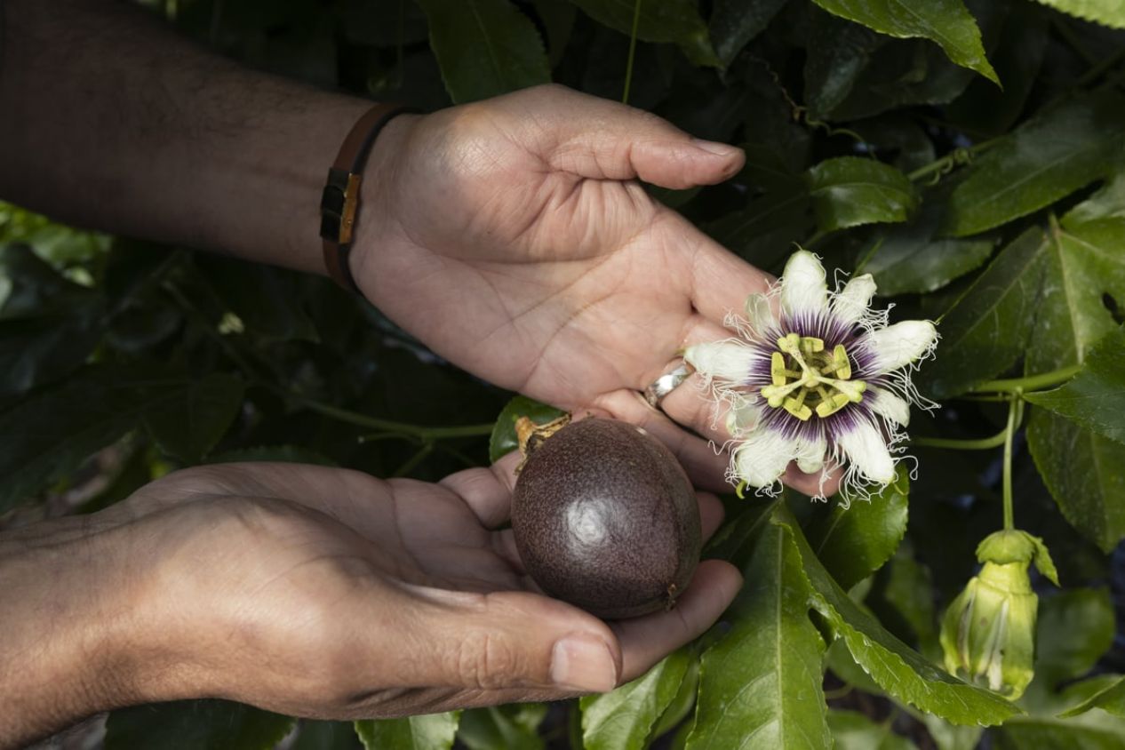 El maracuyá: más que una fruta tropical