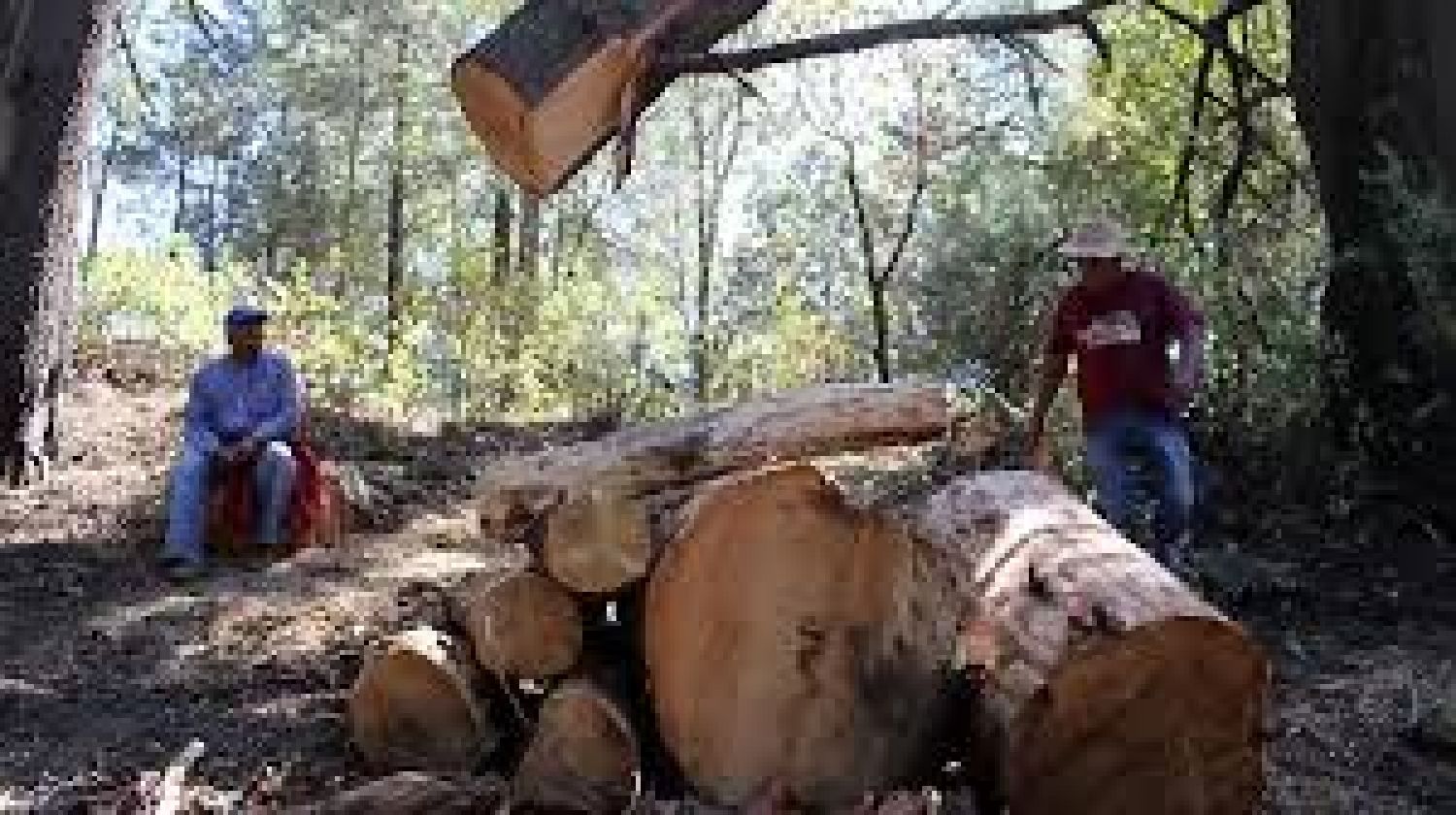Persisten tala clandestina en La Malinche y Tlaxco pese a operativos