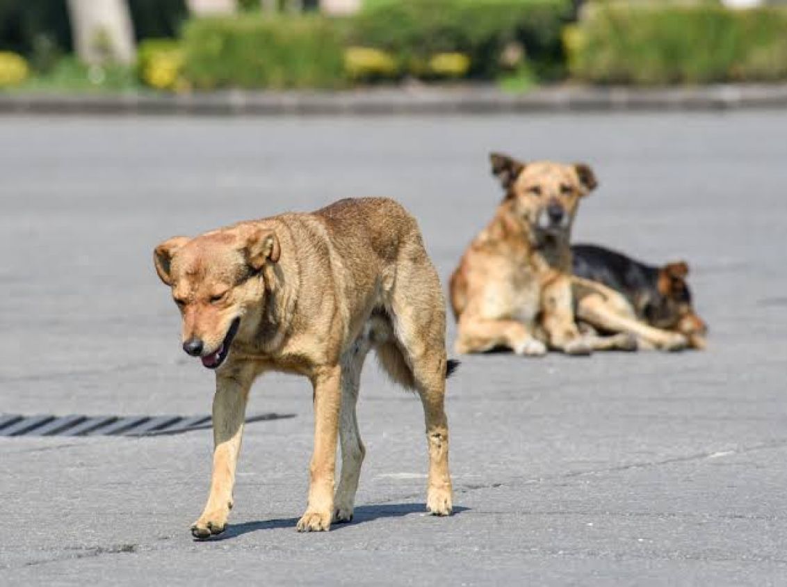 Crisis silenciosa: 1.2 millones de perros y gatos viven en la calle en Tlaxcala
