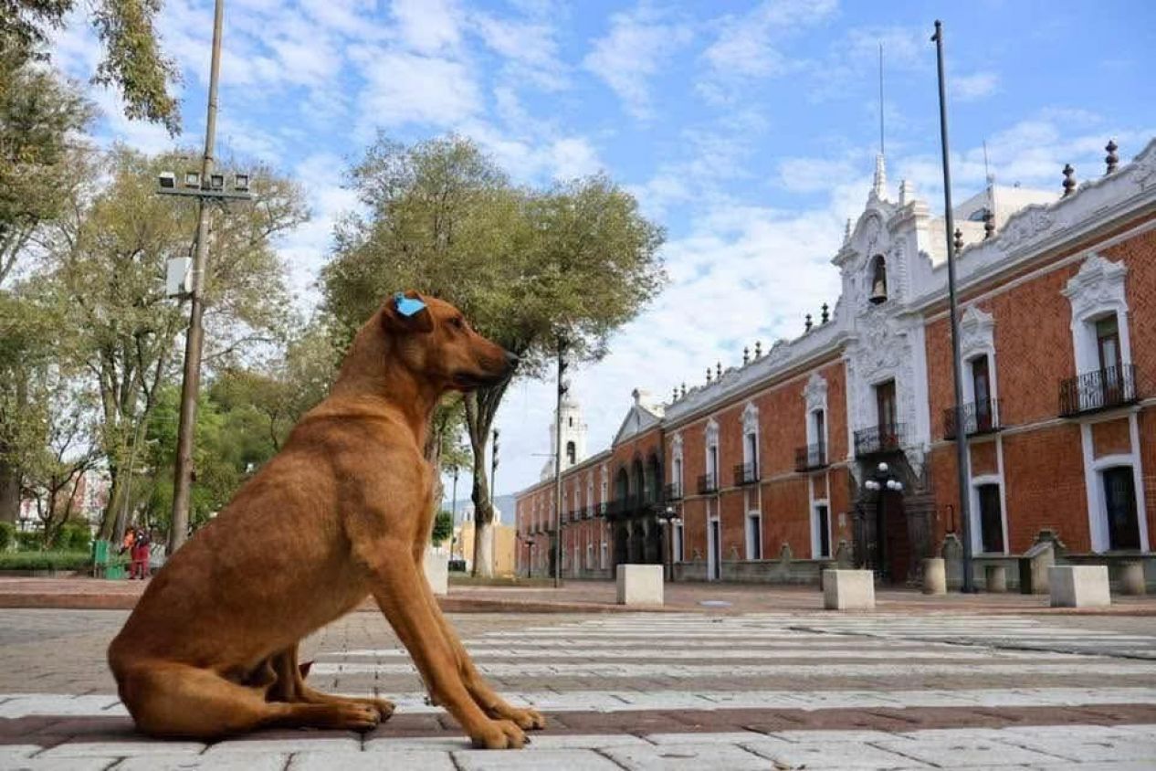 Exhorta OCPA a CBA a trabajar en políticas públicas de esterilización
