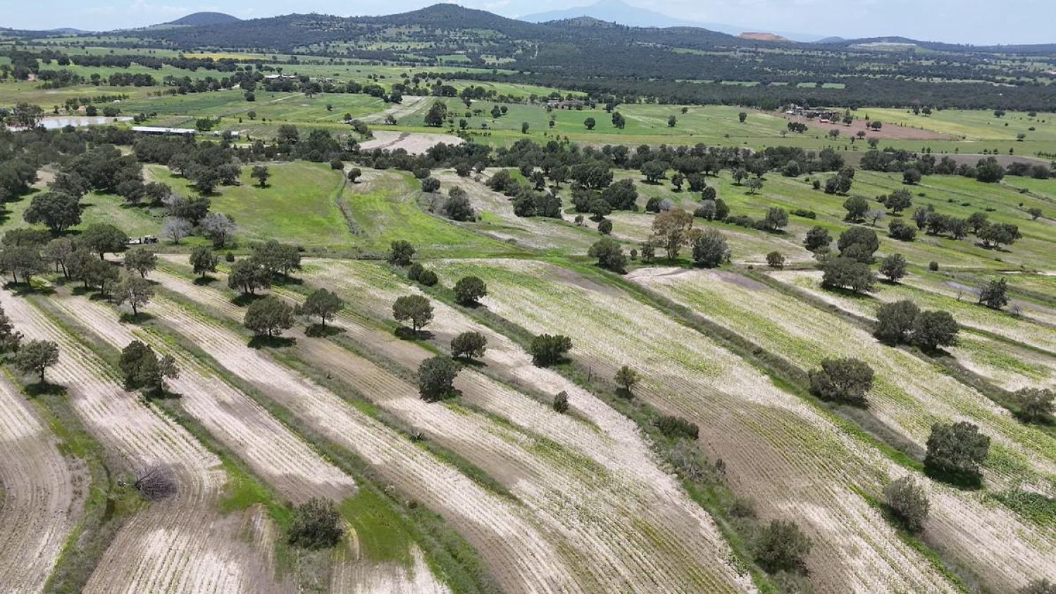 Tlaxcala apoya al campo tras lluvias: semilla gratis y seguro agrícola