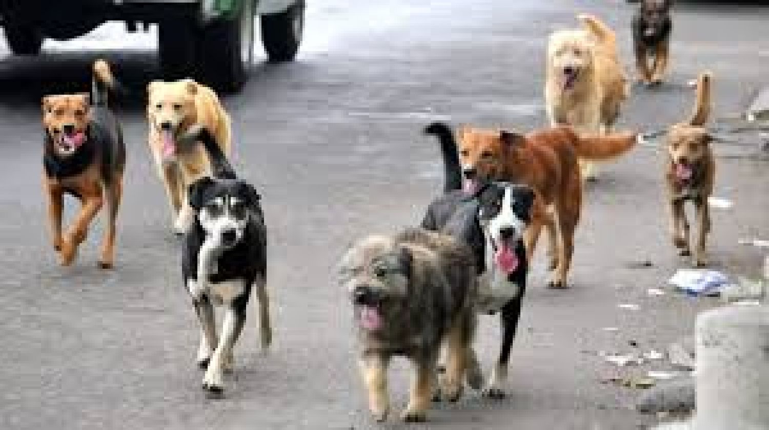 Tlaxcala en el lugar 26 por mordeduras de perro: urge prevenir