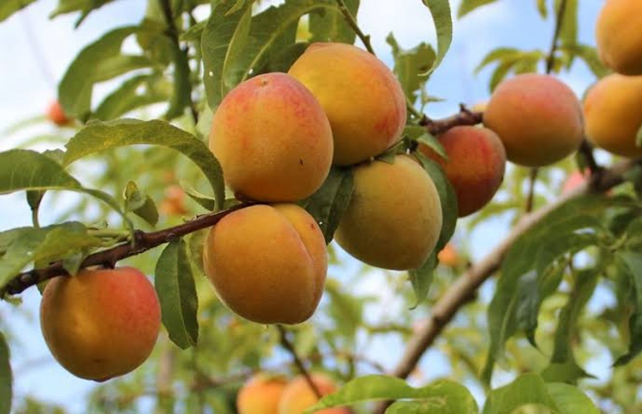 Clima afecta producción de durazno en Atltzayanca y pone en riesgo feria