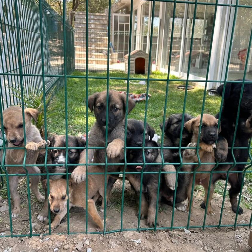 Abandono animal crece en Tlaxcala ante omisión de autoridades