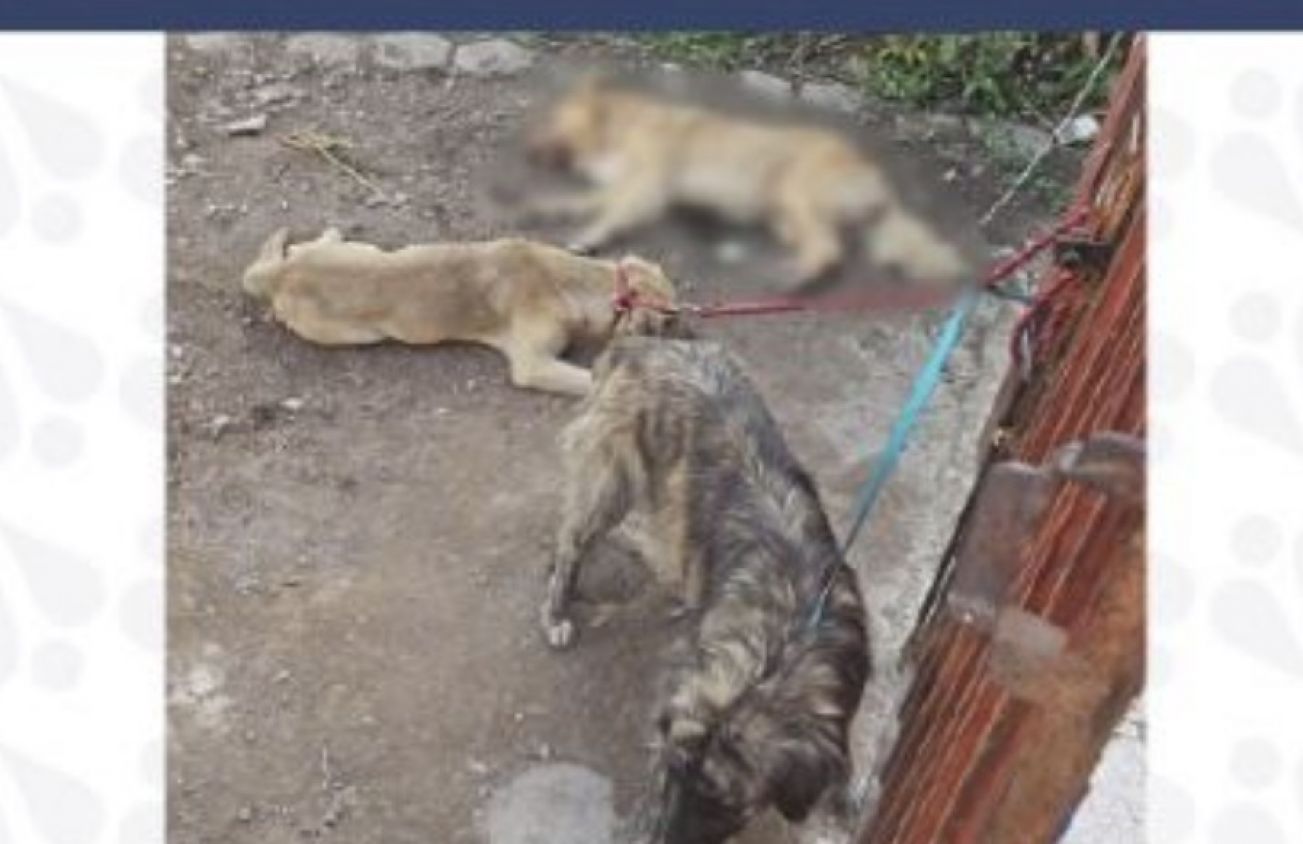 Rescate de perros maltratados en Tehuacán