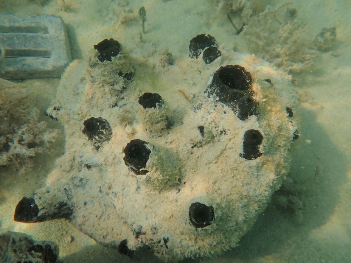 Esponjas marinas: filtros naturales esenciales