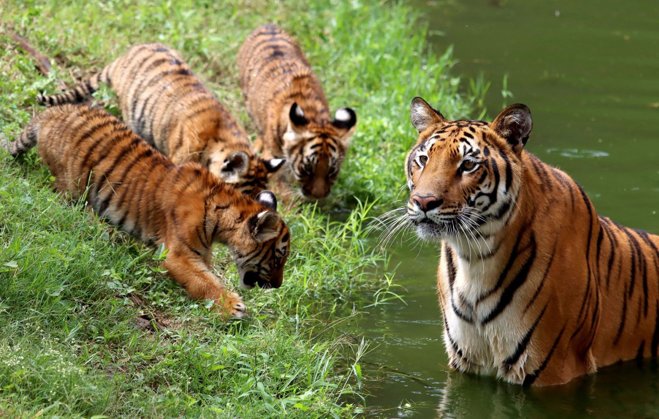 El zoológico secreto del ‘Chapo’ Guzmán en Guadalajara con leones y tigres