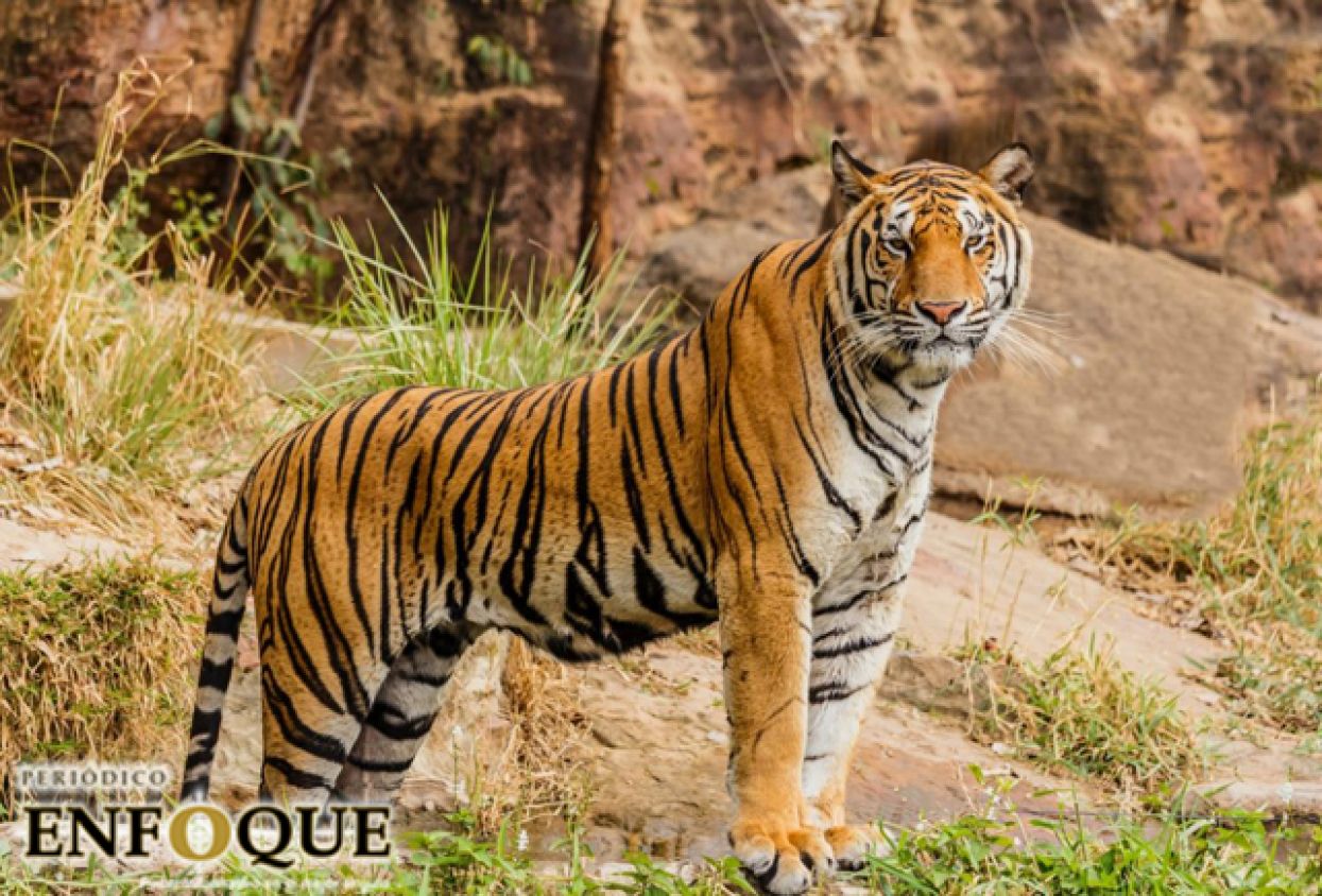 Tigre de zoológico en Nueva York, positivo por coronavirus 