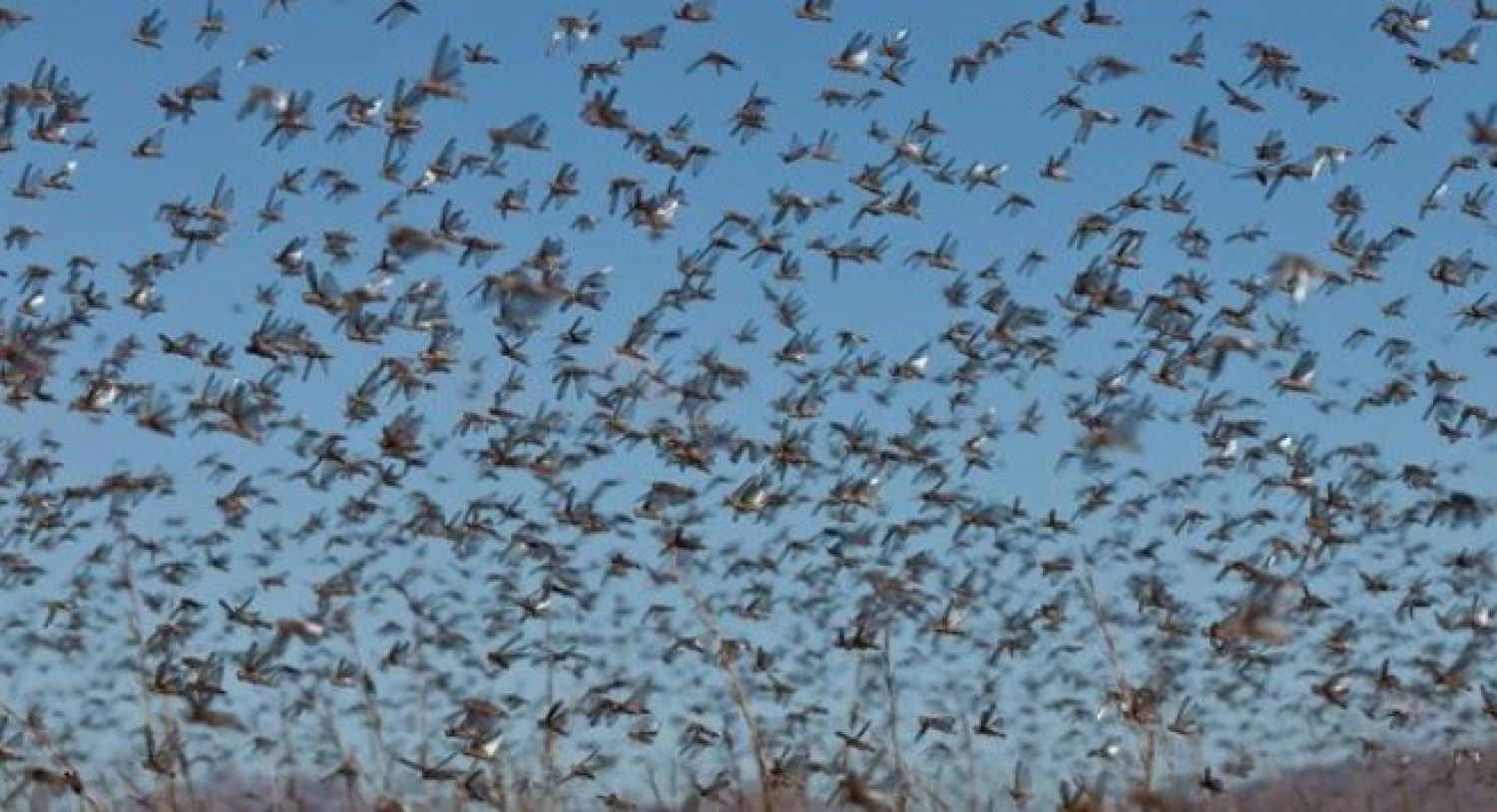 En medio de pandemia por COVID-19, llega plaga “bíblica” de langostas a África