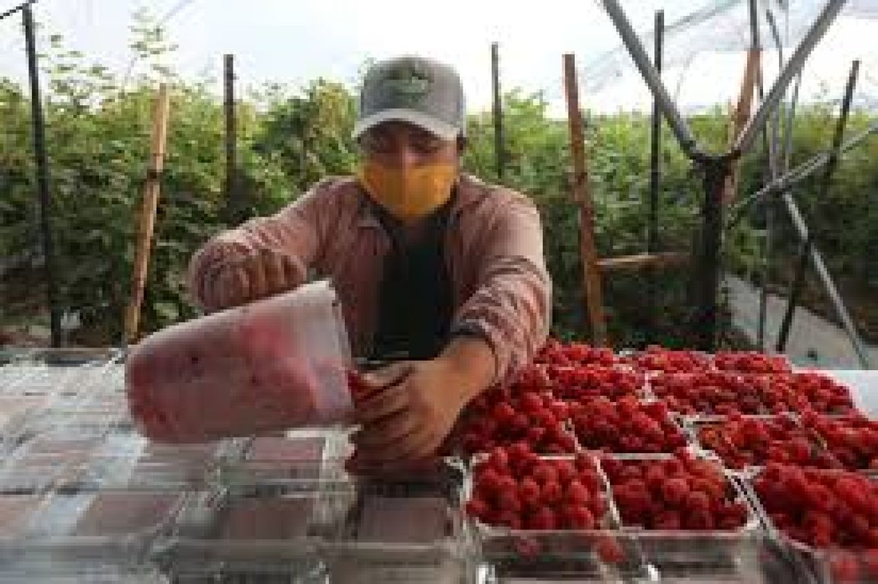 México pierde 1.1 millones de empleos formales en lo que va de la pandemia, según datos del IMSS