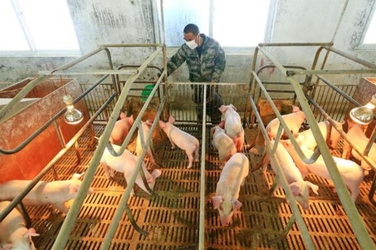 China minimiza peligro de la cepa de gripe porcina G4; no se transmite fácilmente a los humanos